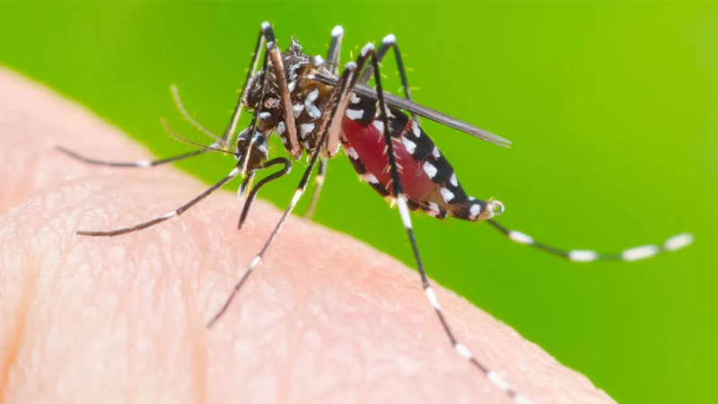 Rio Preto confirma 116 casos de dengue em 2018